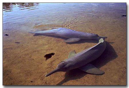 Boto Dolphin Pictures