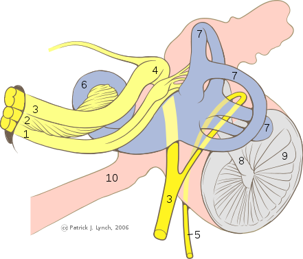 internal earthworm anatomy. Male+squid+anatomy
