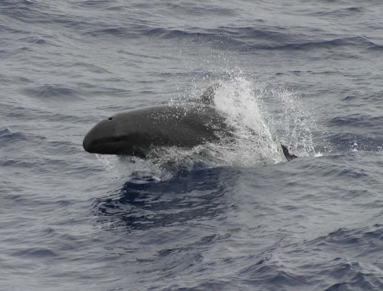 False Killer Whale. False killer whale porpoising