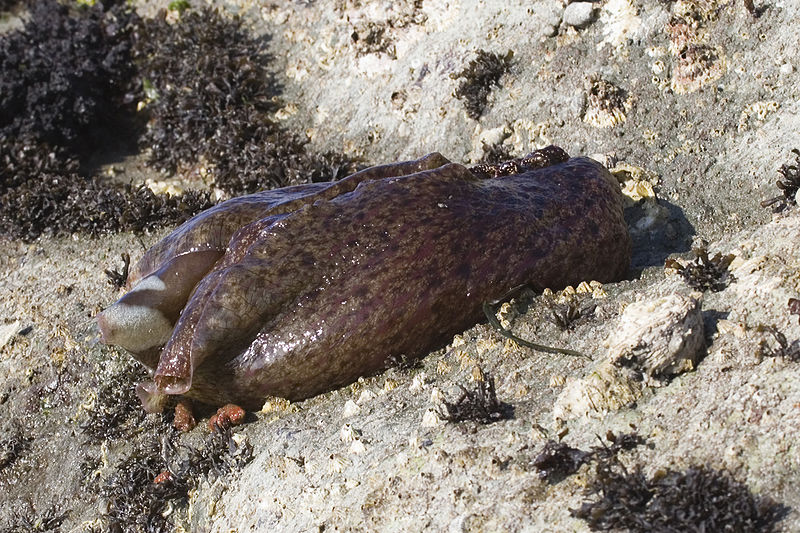 7 cool sea hare facts