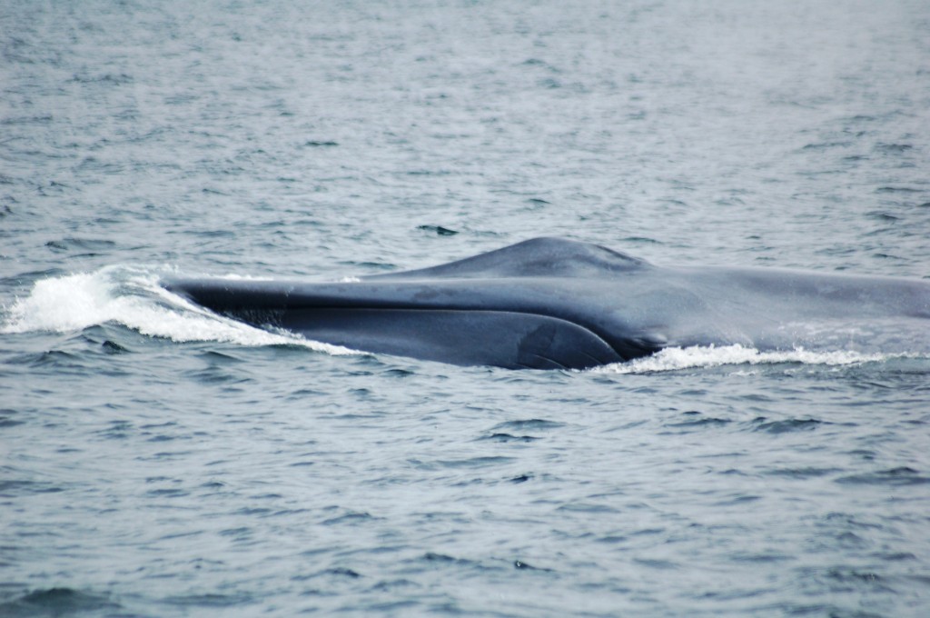 largest whale largest whale