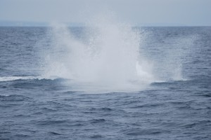Humpback calf splash