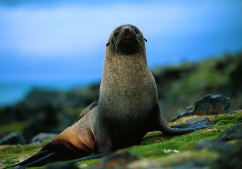 Antarctic Fur Seals