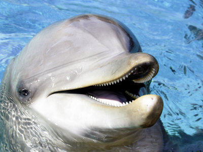 zamislite delfinske zube