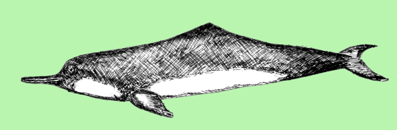 Drawing of the extinct Yangtze river dolphin