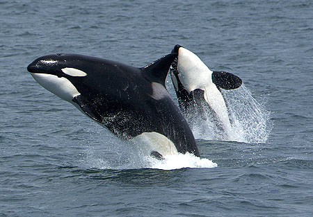 Orcas aka killer whales having some fun
