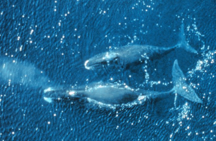 Aerial shot of bowhead whales