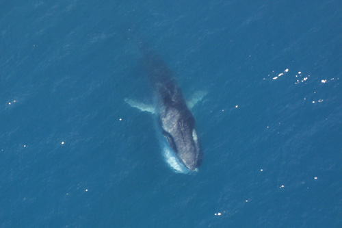 Fin whales have 8 to 12 inches of blubber