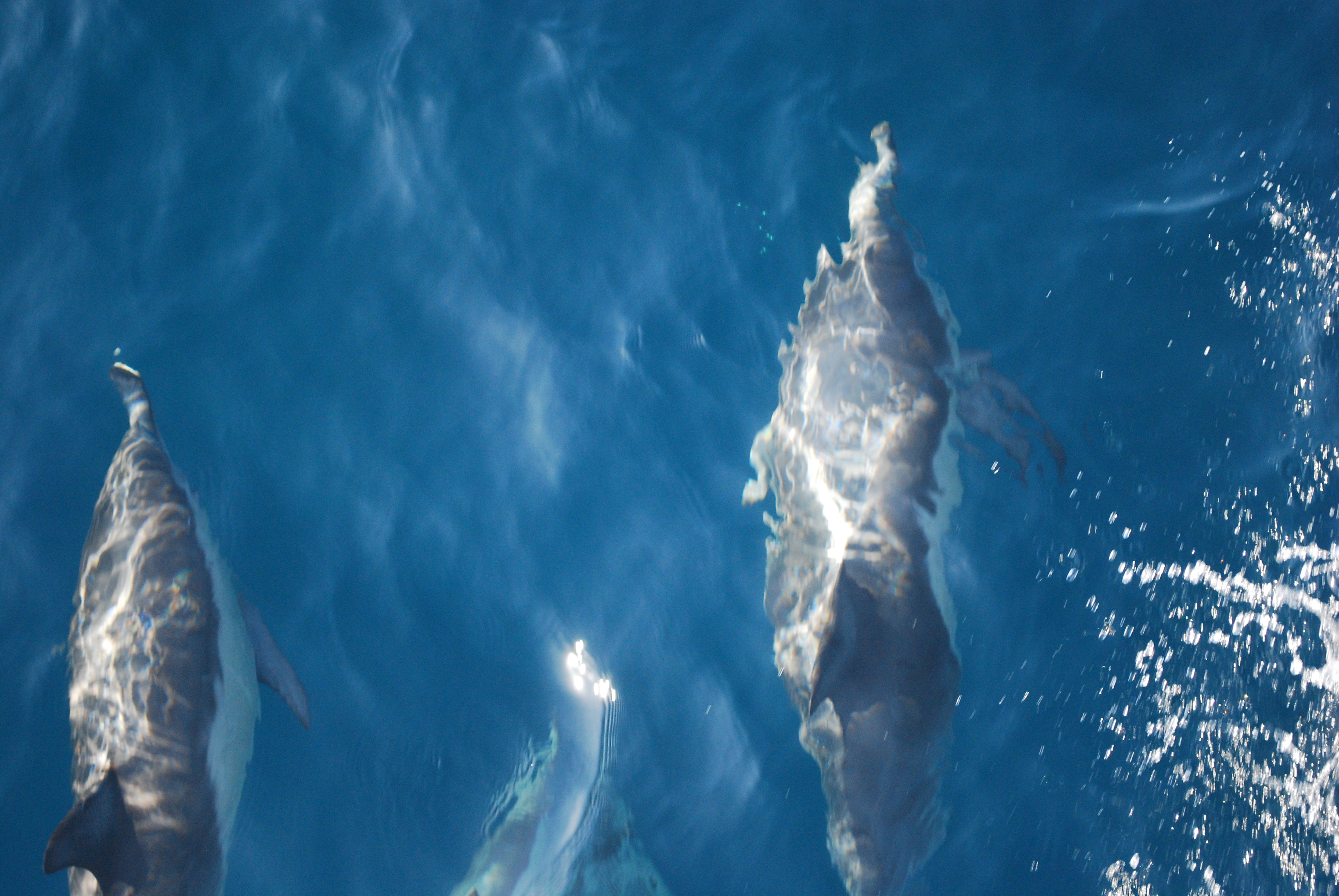 Common dolphins bow-riding