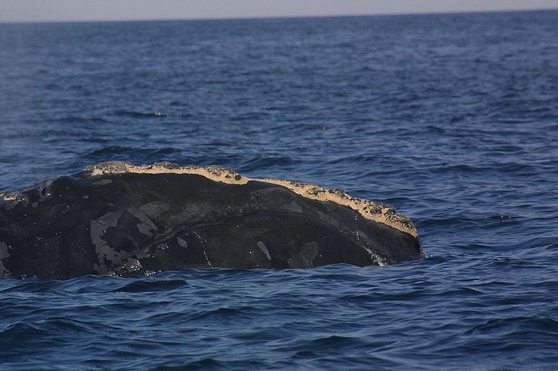 North Atlantic right whale with callosities displayed
