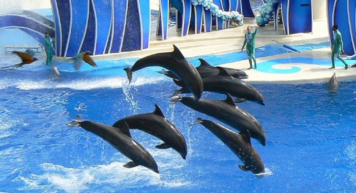 Bottlenose dolphins in captivity