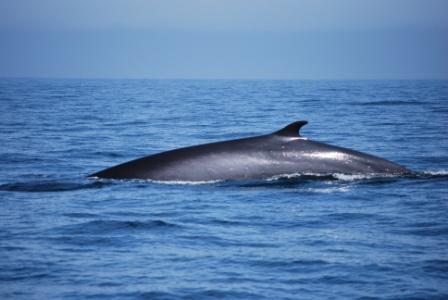 Fin whale spotted on a recent whale watching trip