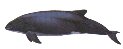 Image credit: www.whales.org.au