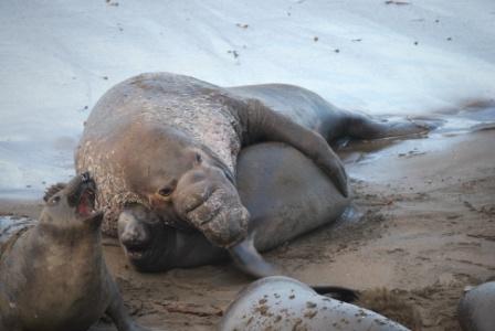 Dominant male elephant seal and reluctant female