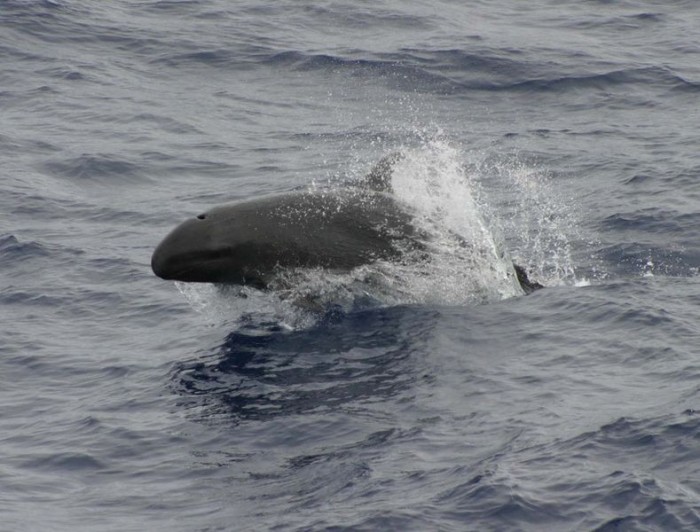 False killer whale and top ocean predator