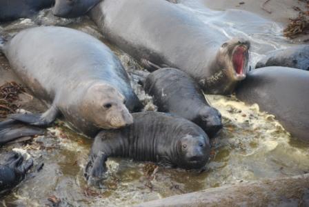Female elephant seals and pups