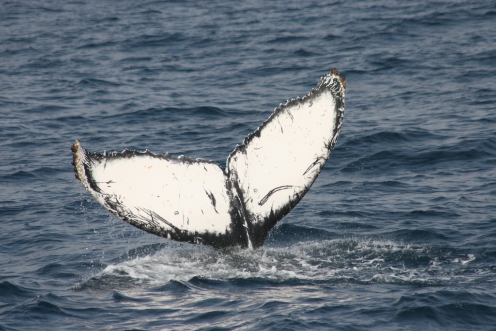 The most common humpback whale tail material is metal. 