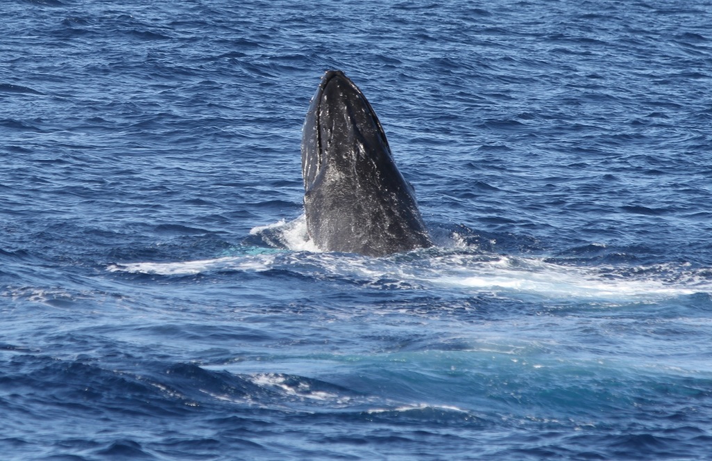 Humpback whale head lunge