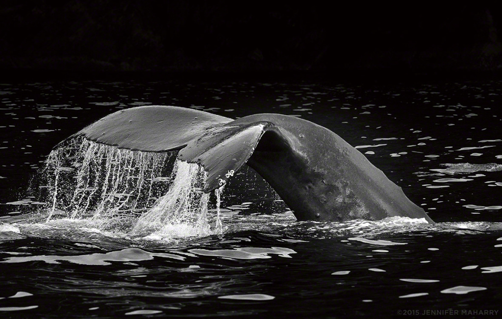 Humpback Whale Flukes by Jennifer MaHarry