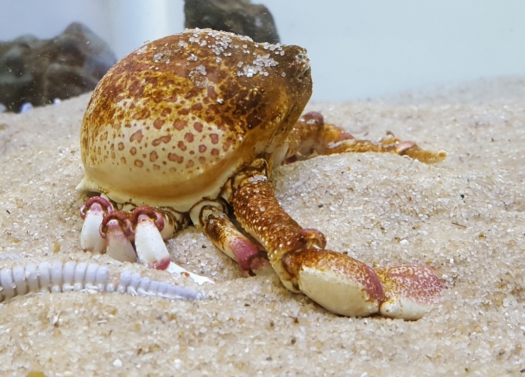 globe crab